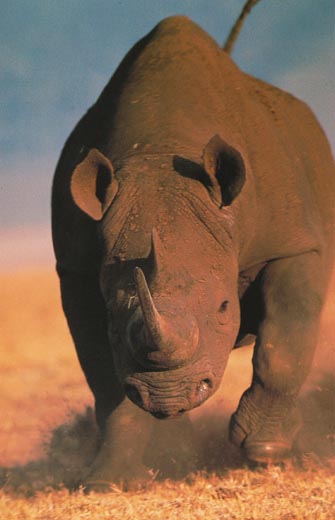 black rhino rampage
