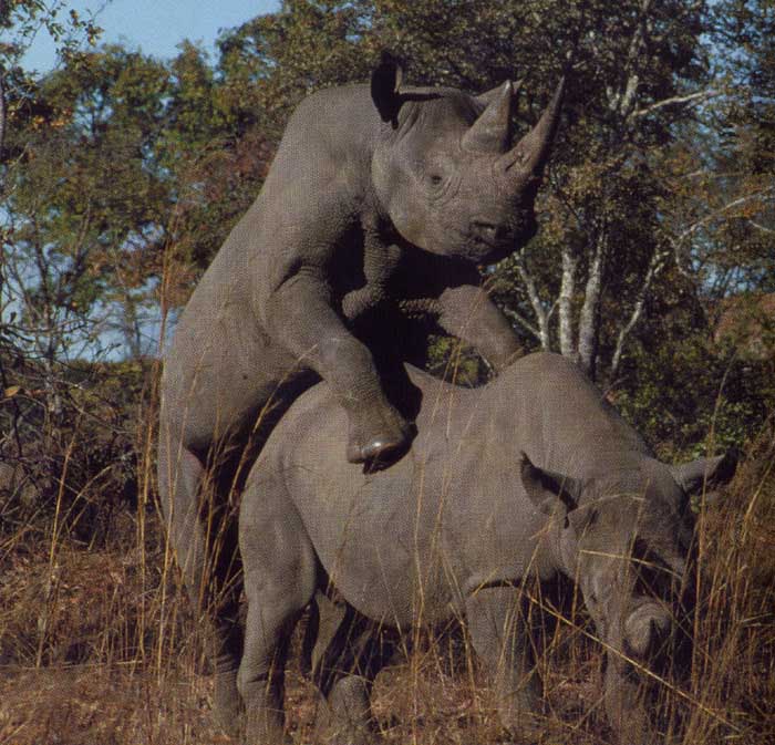 rhinoceros lovemaking