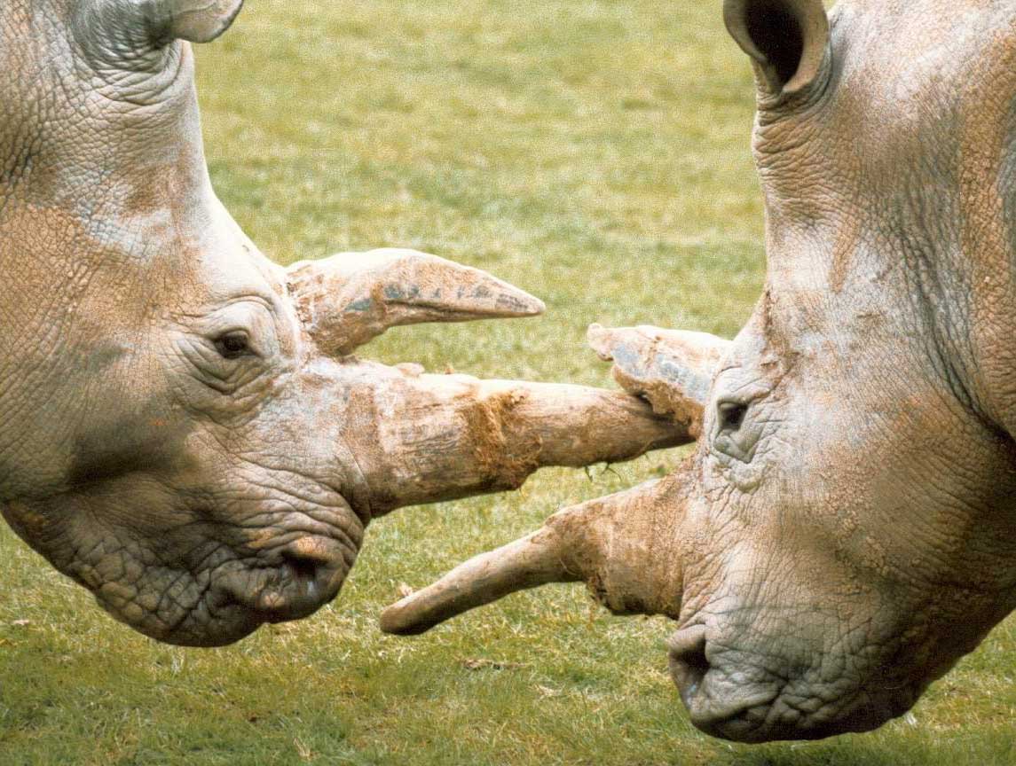 picture of white rhinos